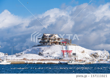 「青森県」雪景色のうみねこ繁殖地・蕪島　八戸市 137111021