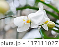 Moon Orchid, moth orchid or Phalaenopsis or Phalaenopsis amabilis or white flower or white orchid 137111027