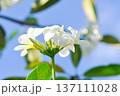 frangipani, frangipani flower or pagoda tree or temple tree with fowers or white flower 137111028