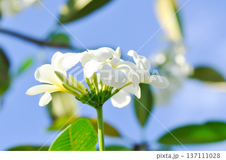 frangipani, frangipani flower or pagoda tree or temple tree with fowers or white flower 137111028