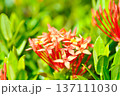Ixora chinensis Lamk, Ixora spp or Zephyranthes or West Indian Jasmine or red Ixora 137111030