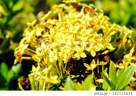 Ixora chinensis Lamk, Ixora spp or Zephyranthes or West Indian Jasmine or yellow ixora 137111031