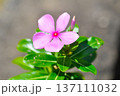 Catharanthus roseus G Don ,APOCYNACEAE or Madagascar periwinkle or Vinca or Old maid or pink flower 137111032