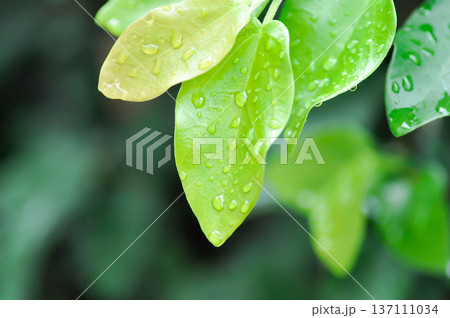 ficus pumila or climbing fig or MORACEAE and rain droplet 137111034