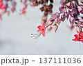 Bleeding heart vine or Clerodendrum thomsoniae Balf or Bag flower or LAMIACEAE or red flower or pink flower 137111036