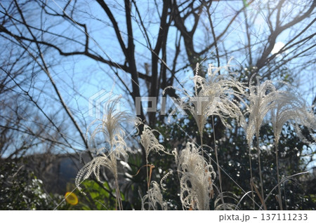 ススキの穂が風になびく ススキの穂が風になびく 137111233
