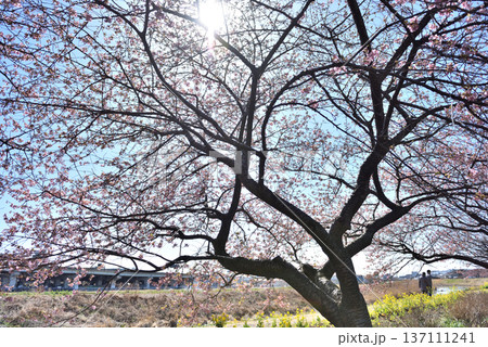 紅く咲く早咲き桜と黄色い菜の花 137111241