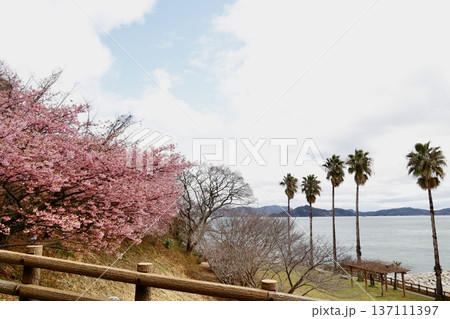 愛媛県今治市大角海浜公園の2026年2月末の満開の河津桜と広い空。 愛媛県今治市大角海浜公園の2026年2月末の満開の河津桜と広い空。 137111397