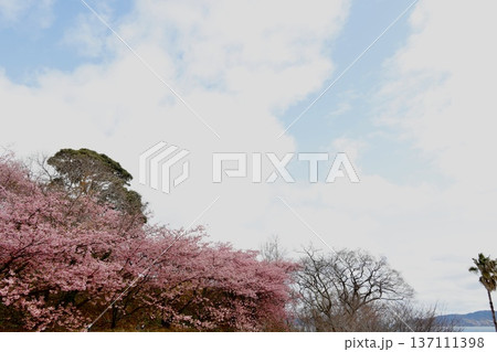 愛媛県今治市大角海浜公園の2026年2月末の満開の河津桜と広い空。 137111398
