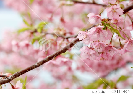 満開の河津桜をクローズアップした春を感じる素材。 満開の河津桜をクローズアップした春を感じる素材。 137111404