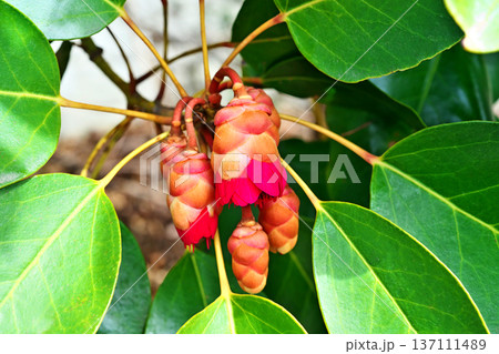 赤いシャクナゲモドキの花（冬、二月） 137111489