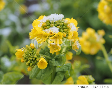 冬の琵琶湖　第1なぎさ公園　雪乗る早咲きの菜の花 137111500