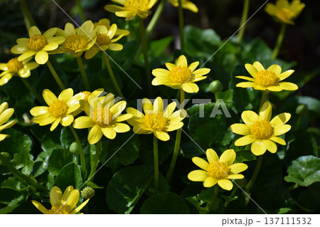 ヒメリュウキンカの花 137111532