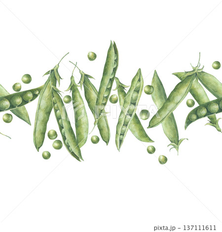 Horizontal seamless border with green peas pods and seeds. Watercolor illustration hand drawn and isolated on a white background. Perfect for design postcards, tableware, posters, package, textile 137111611