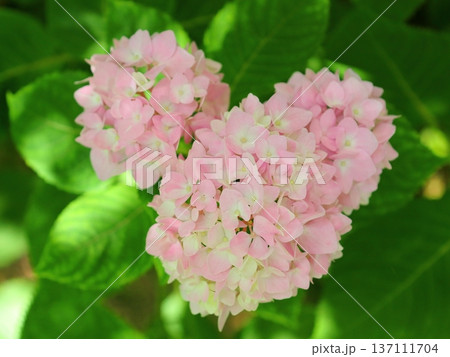 ピンクハートの紫陽花 ピンクハートの紫陽花 137111704