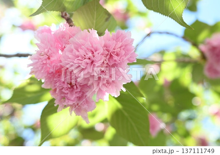 本覚寺に咲く八重桜 137111749
