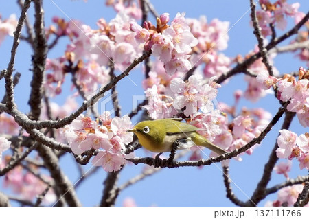 河津桜の枝にとまるかわいいメジロ 春の風景 青空背景 河津桜の枝にとまるかわいいメジロ 春の風景 青空背景 137111766