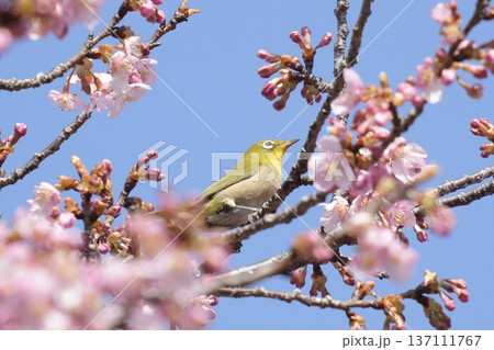 河津桜の枝にとまるかわいいメジロ　春の風景　青空背景 137111767
