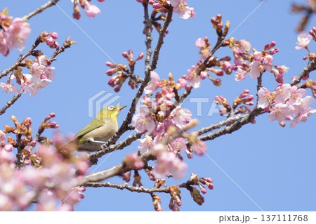 河津桜の枝にとまるかわいいメジロ　春の風景　青空背景 137111768