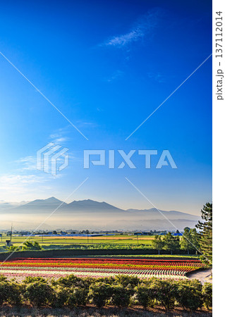 朝霧の富良野とカラフルな花畑、十勝岳を望む夏の絶景(ファーム富田) 朝霧の富良野とカラフルな花畑、十勝岳を望む夏の絶景(ファーム富田) 137112014