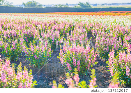 北海道富良野の花畑 パステルカラーの花が広がるファーム富田の風景 137112017