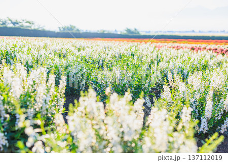 色彩豊かな花が並ぶファーム富田の畑 北海道の人気観光スポット 137112019
