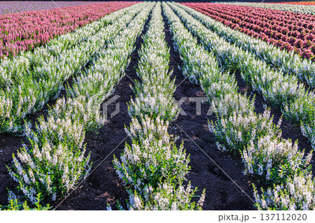 前ボケが印象的な富良野の花畑 ファーム富田に広がる優しい春の風景 前ボケが印象的な富良野の花畑 ファーム富田に広がる優しい春の風景 137112020