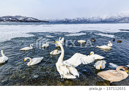 Frozen Lake Kussharo with Swans in Winter, Kawayu  137112031