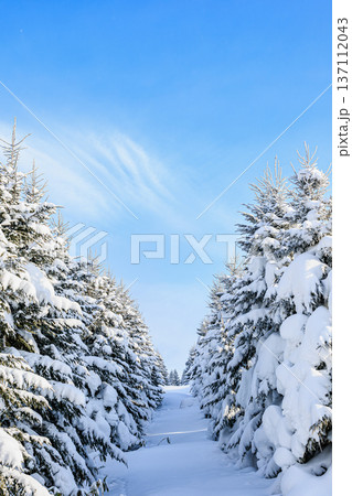 雪に覆われた針葉樹林の小道と青空 冬の静寂な自然風景 137112043