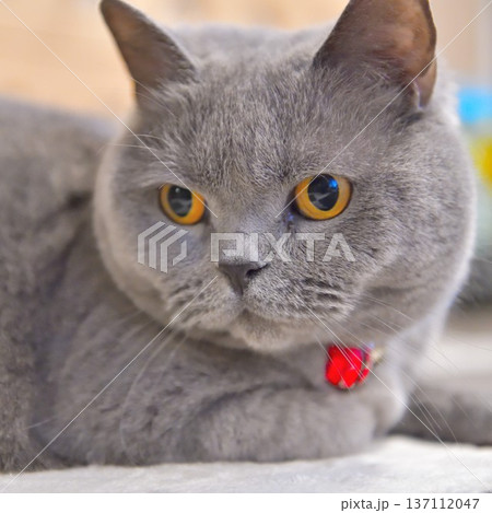 猫　ブリティッシュショートヘアーの目がクリっとした表情 137112047