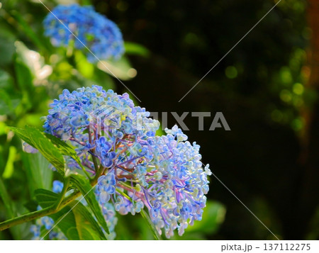 紫陽花 137112275