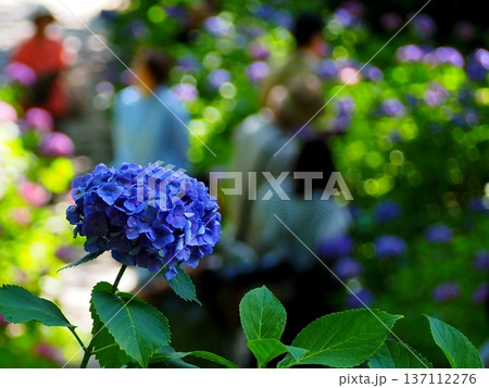 紫陽花 137112276