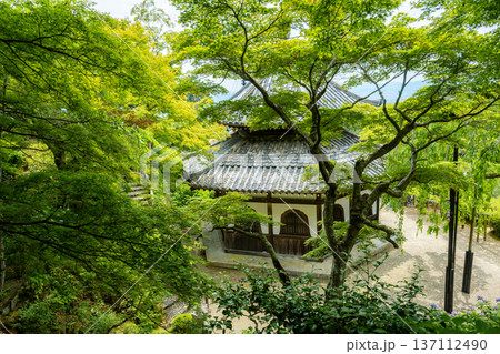 京都 西山 善峯寺の経堂。新緑の楓に包まれた江戸時代の貴重な建築物 137112490