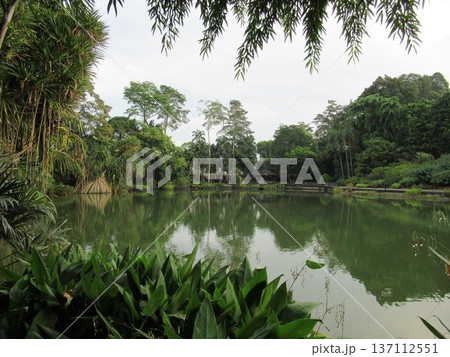 シンガポール植物園の木々に囲まれた湖の風景 シンガポール植物園の木々に囲まれた湖の風景 137112551