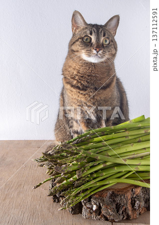 Cat and Asparagus bunch. Fresh spring vegetable food. Green background Cat and Asparagus bunch. Fresh spring vegetable food. Green background 137112591