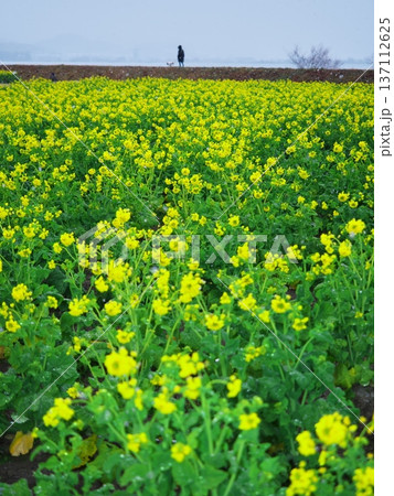 冬の琵琶湖　第1なぎさ公園　早咲きの菜の花畑と犬と散歩する人 137112625