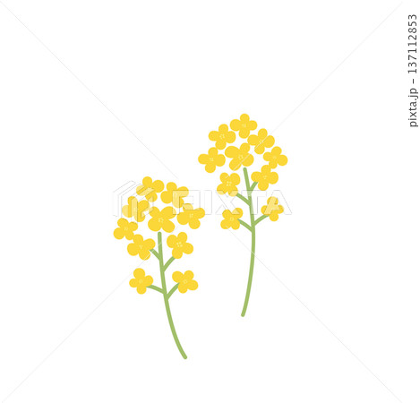 シンプルな菜の花のイラスト　春の花　春素材 137112853