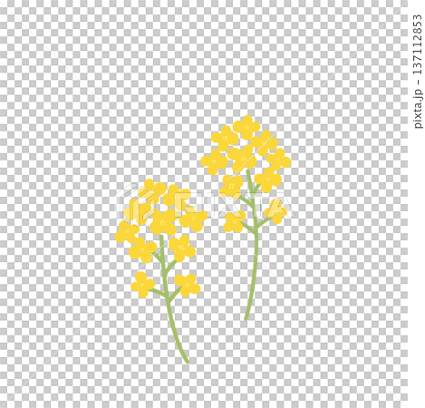 シンプルな菜の花のイラスト　春の花　春素材 137112853