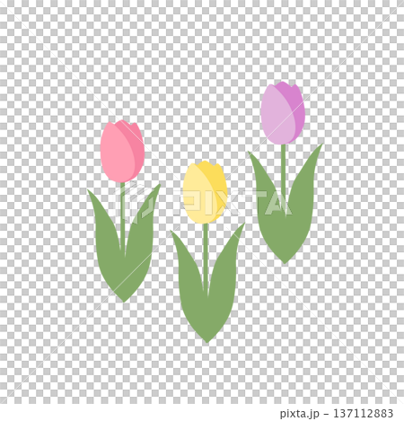 シンプルなチューリップのイラスト　春素材　春の花 137112883