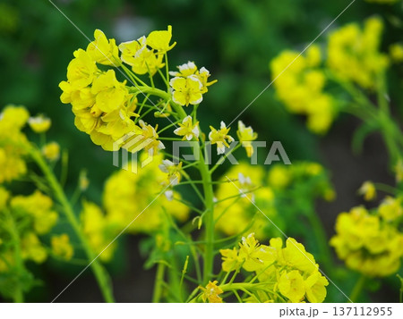 冬の琵琶湖 第1なぎさ公園 早咲きの菜の花 冬の琵琶湖 第1なぎさ公園 早咲きの菜の花 137112955