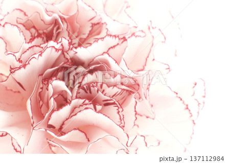 カーネーション、ピンクのマリポサ カーネーション、ピンクのマリポサ 137112984