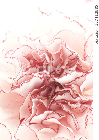 カーネーション、ピンクのマリポサ 137112985