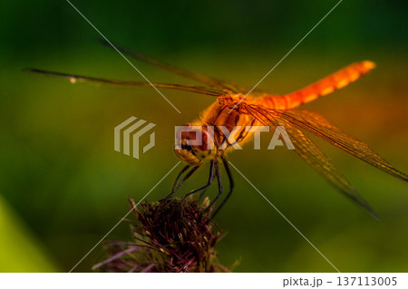 夕焼け小焼けの赤とんぼ 137113005