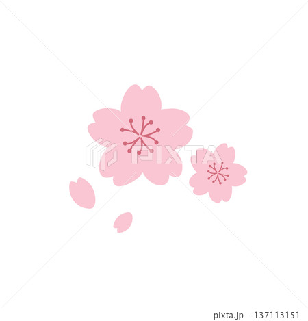 シンプルな桜の花のイラスト　春素材　春の花　桜の枝 137113151