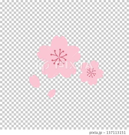Simple cherry blossom illustration Spring material Spring flowers Cherry blossom branch 137113151