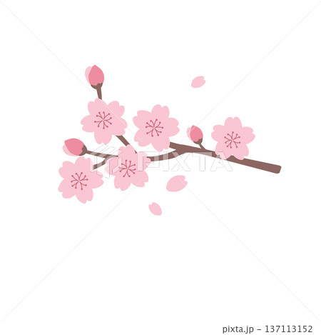 シンプルな桜の花のイラスト　春素材　春の花　桜の枝 137113152