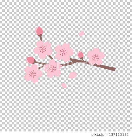 Simple cherry blossom illustration Spring material Spring flowers Cherry blossom branch 137113152