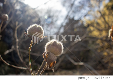 太陽に照らされる酔芙蓉の実 太陽に照らされる酔芙蓉の実 137113267
