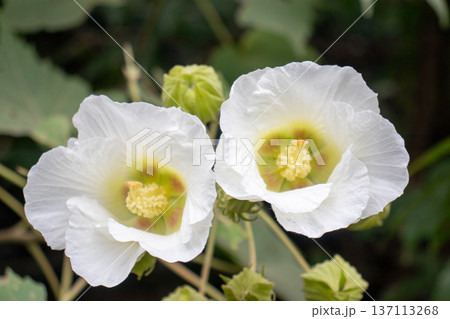 開花舌2輪の酔芙蓉の花 137113268