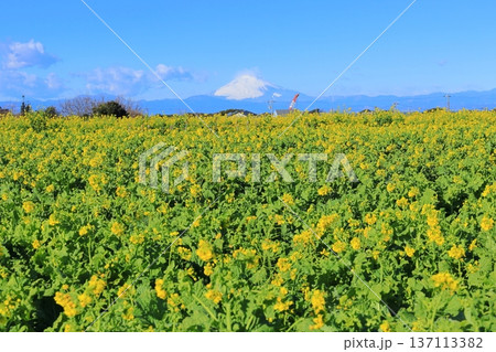 ソレイユの丘　菜の花と富士山 137113382